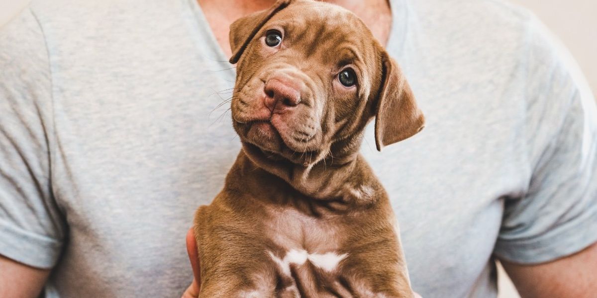 Voici pourquoi le jeu avec un chiot est génial si vous débutez dans le kink Gay Pride