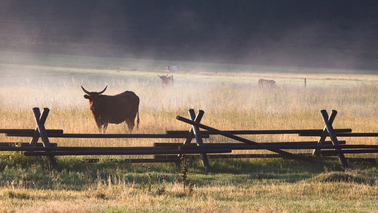 Le ranch du troupeau de vaches de Rock Creek
