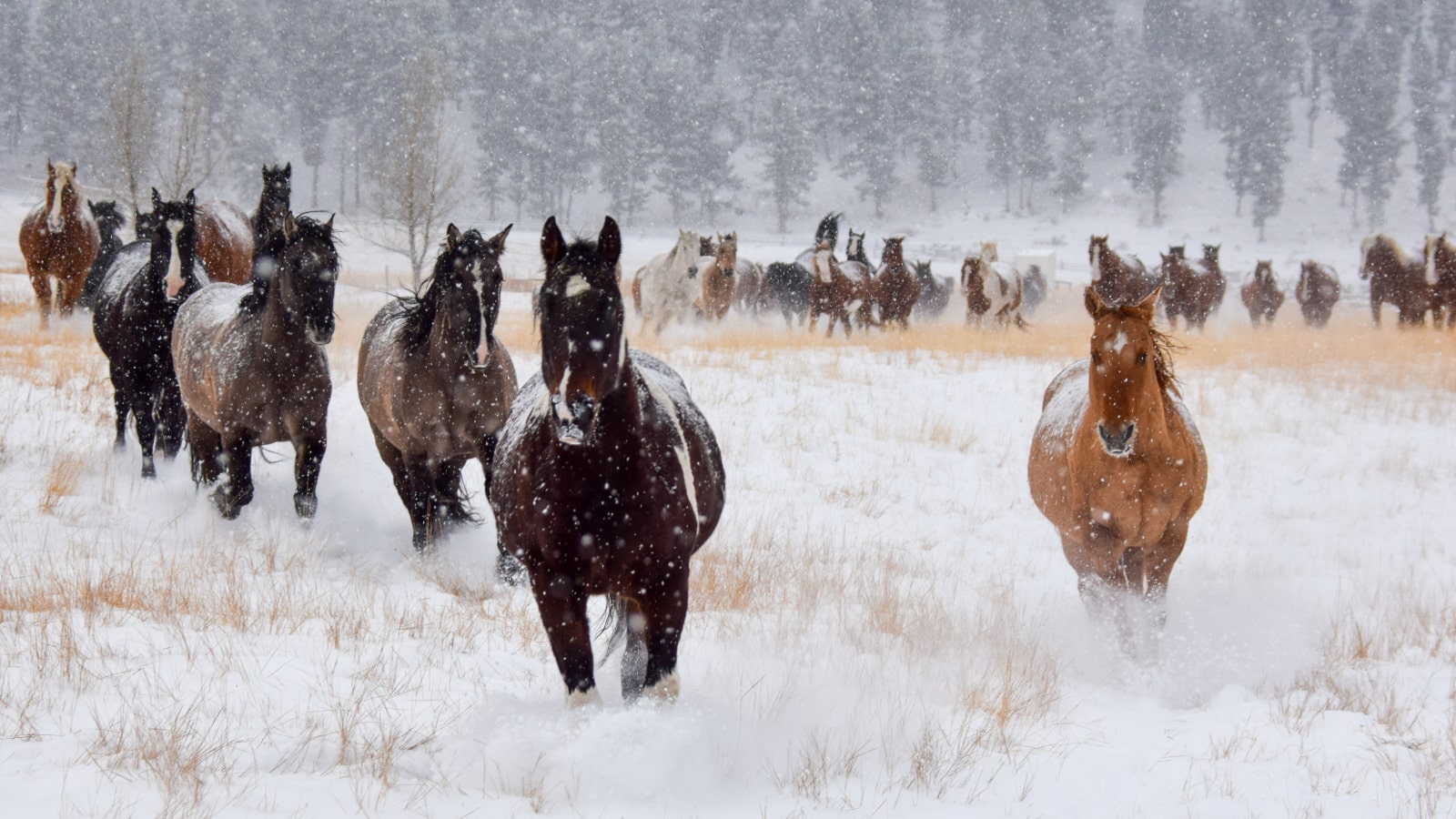 Chevaux d'hiver qui courent le ranch à Rock Creek