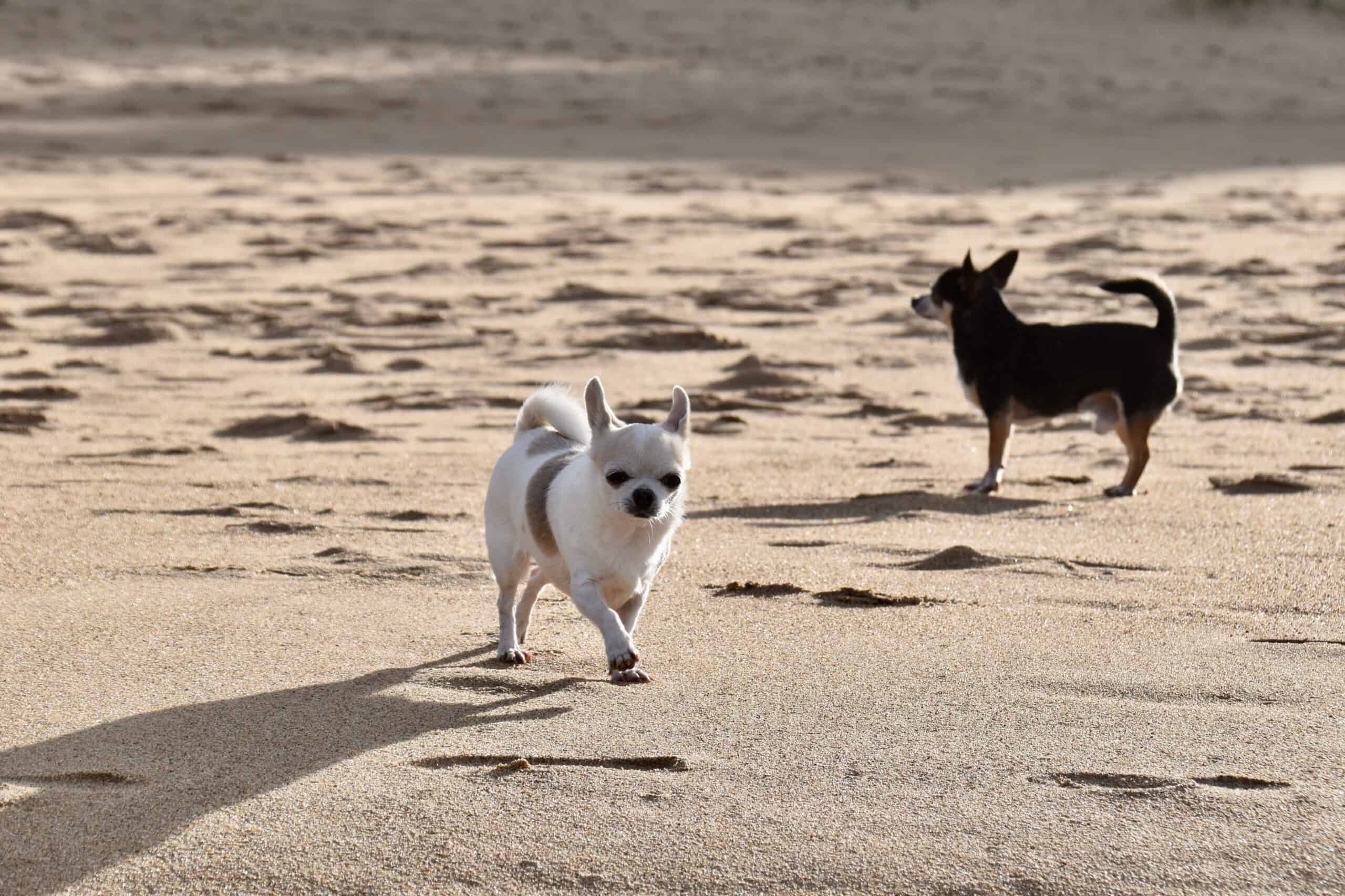 chihuahua, chiens, sable