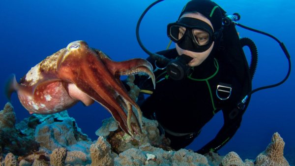 Chaque jour est le Jour de la Terre au Manta Ray Bay Resort & Yap Divers Galerie de photos Image
