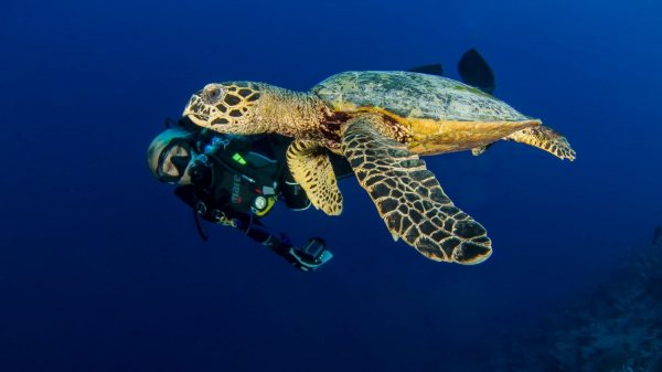Chaque jour est le Jour de la Terre au Manta Ray Bay Resort & Yap Divers Galerie de photos Image