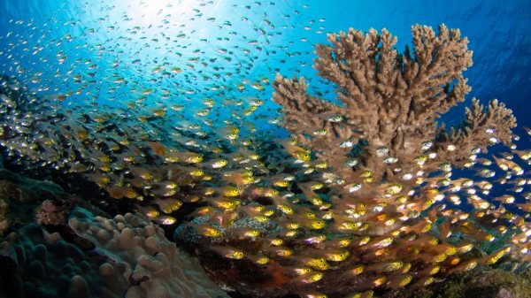 Chaque jour est le Jour de la Terre au Manta Ray Bay Resort & Yap Divers Galerie de photos Image