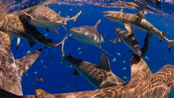 Chaque jour est le Jour de la Terre au Manta Ray Bay Resort & Yap Divers Galerie de photos Image