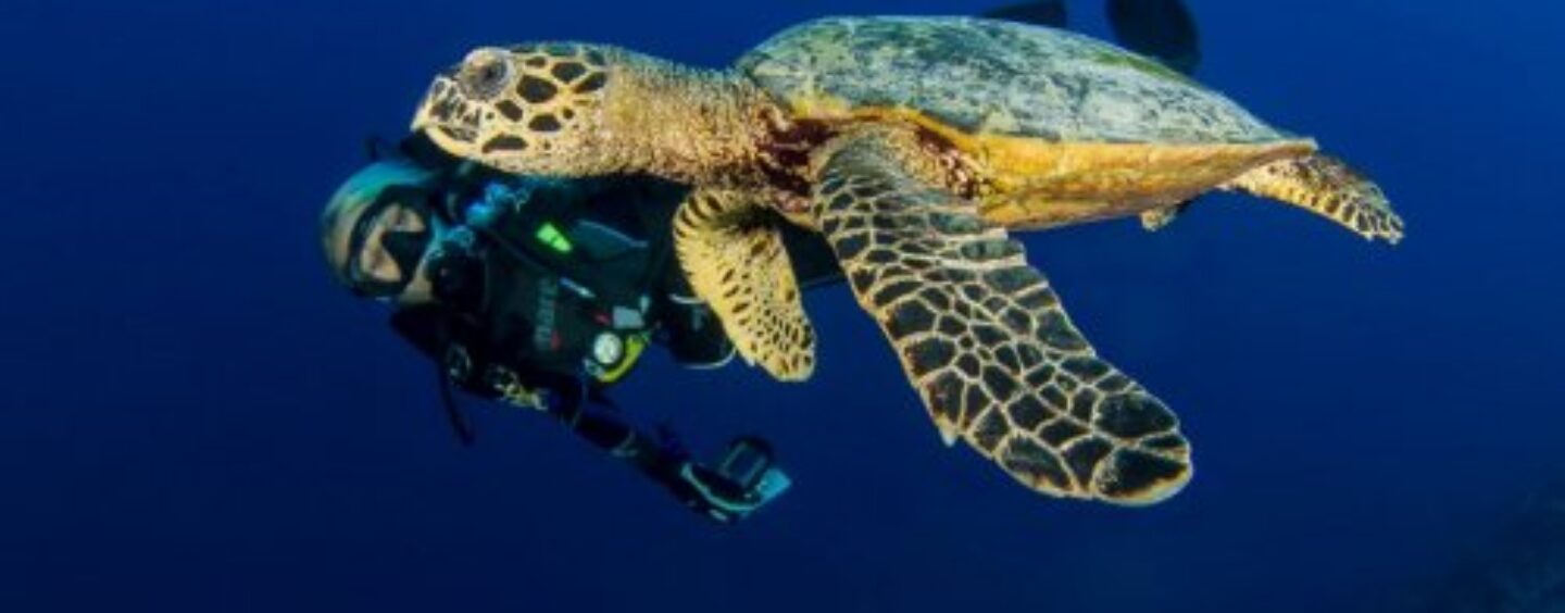 Chaque jour est le Jour de la Terre au Manta Ray Bay Resort & Yap Divers