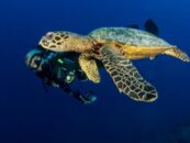 Chaque jour est le Jour de la Terre au Manta Ray Bay Resort & Yap Divers
