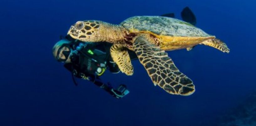 Chaque jour est le Jour de la Terre au Manta Ray Bay Resort & Yap Divers