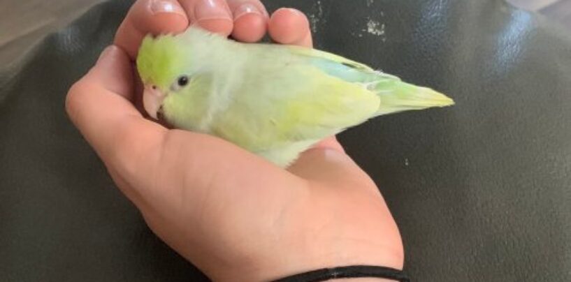 Âmes sœurs à quatre pattes et à plumes