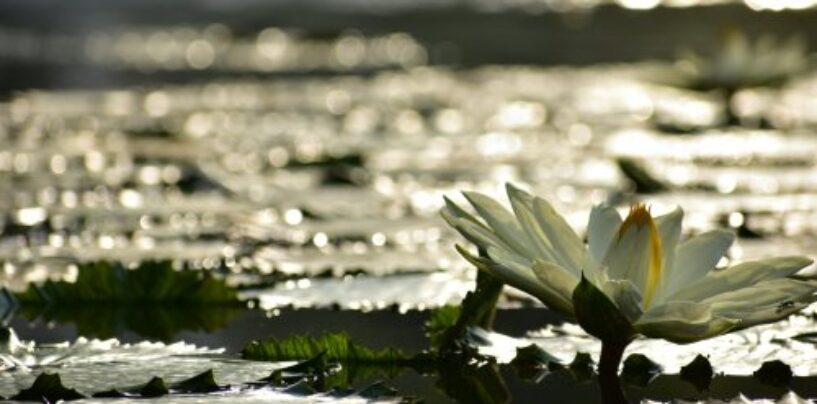 Comment fleurir pendant une pandémie