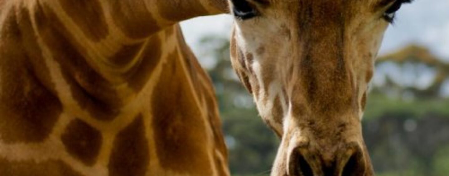 Les animaux Google 3D sont dans la maison et plus encore ZOOm-ania !
