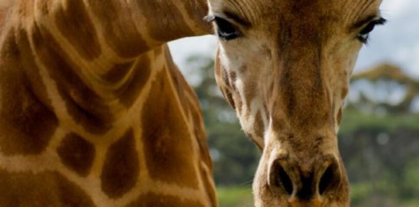 Les animaux Google 3D sont dans la maison et plus encore ZOOm-ania !