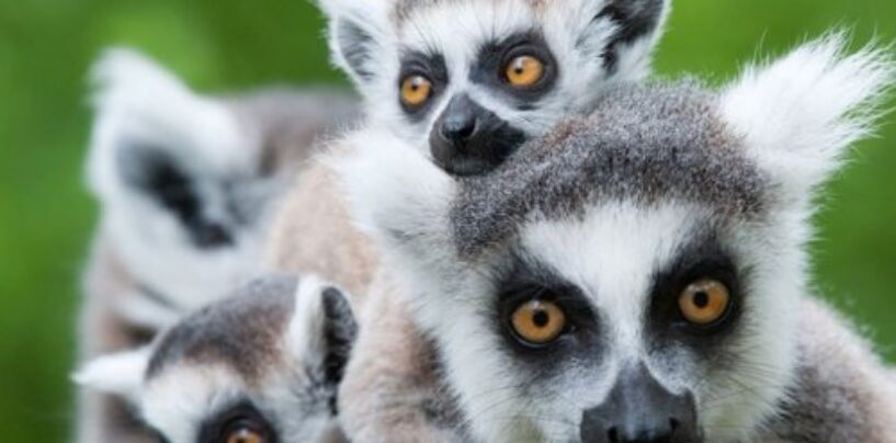 Lions, tigres et ours… dans votre salon ?!  Oh mon!