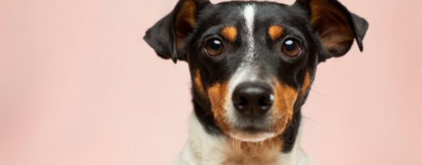 4 avantages d’investir dans une assurance voyage pour votre animal de compagnie