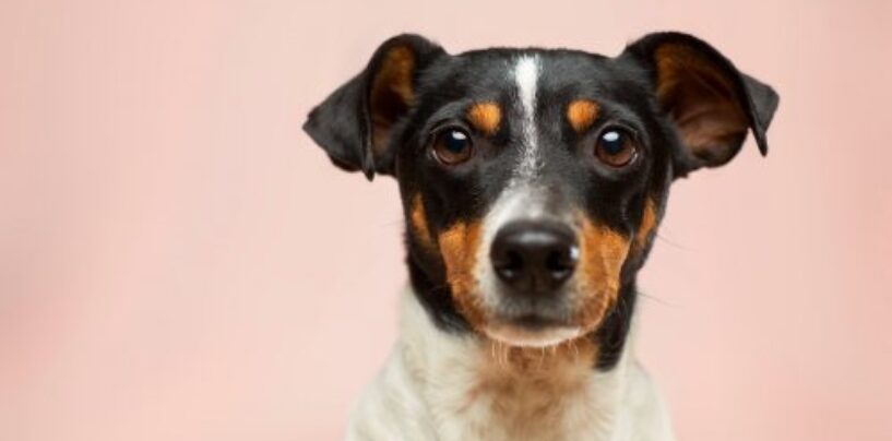 4 avantages d’investir dans une assurance voyage pour votre animal de compagnie