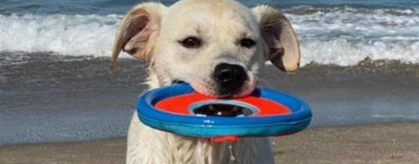 Amenez votre chien dans ces hôtels acceptant les animaux de compagnie aux États-Unis