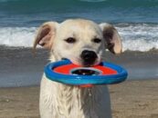 Amenez votre chien dans ces hôtels acceptant les animaux de compagnie aux États-Unis