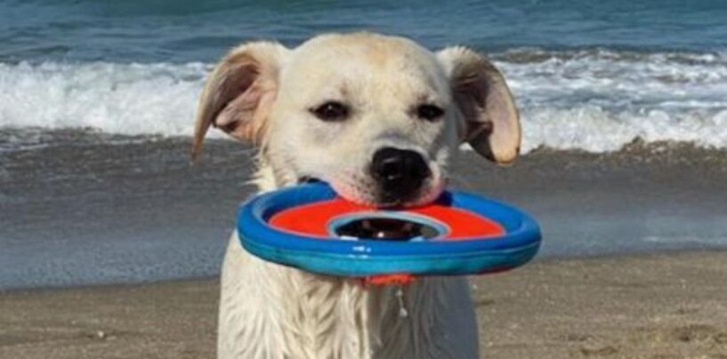 Amenez votre chien dans ces hôtels acceptant les animaux de compagnie aux États-Unis