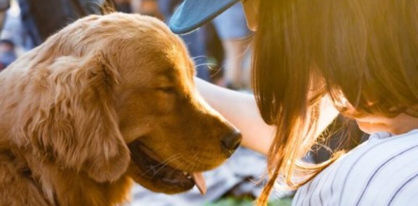 Le pouvoir des animaux de compagnie