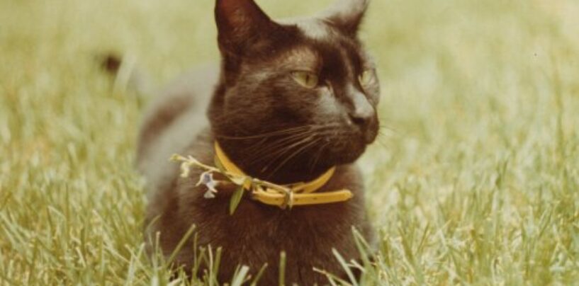 Les bons côtés de nos animaux de compagnie pendant la pandémie