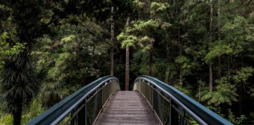 Tout ce que vous devez savoir sur le tourisme du cannabis