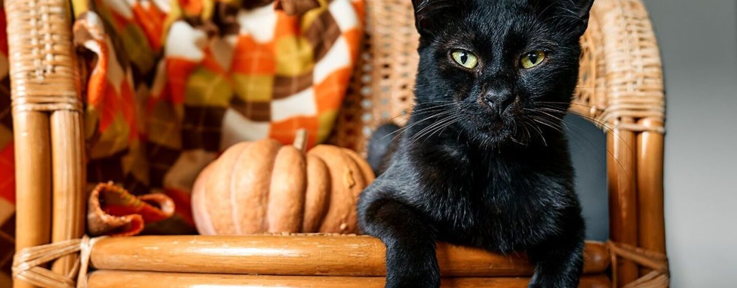 Meilleurs choix pour la Journée nationale du chat noir : des produits parfaits pour les amoureux des félins