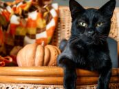 Meilleurs choix pour la Journée nationale du chat noir : des produits parfaits pour les amoureux des félins