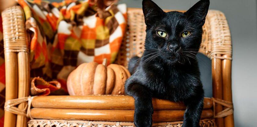 Meilleurs choix pour la Journée nationale du chat noir : des produits parfaits pour les amoureux des félins