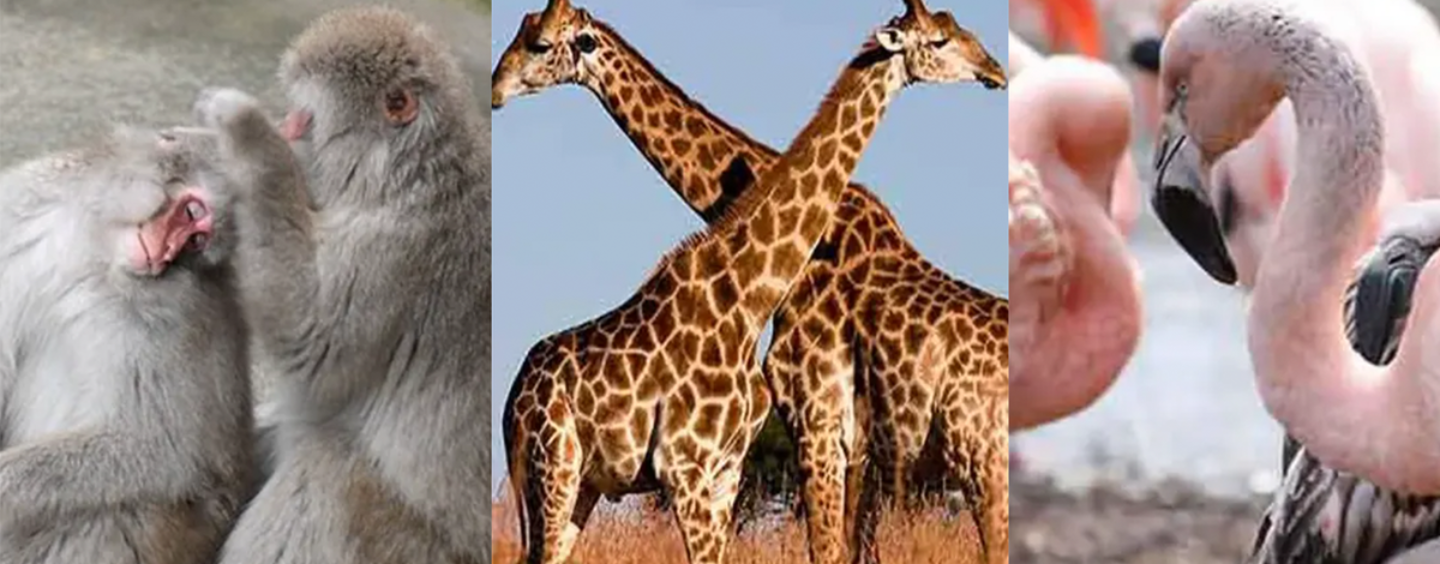 12 animaux que vous ne saviez pas sont de fiers bisexuels