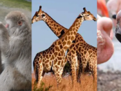 12 animaux que vous ne saviez pas sont de fiers bisexuels