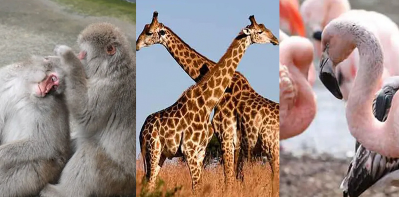 12 animaux que vous ne saviez pas sont de fiers bisexuels