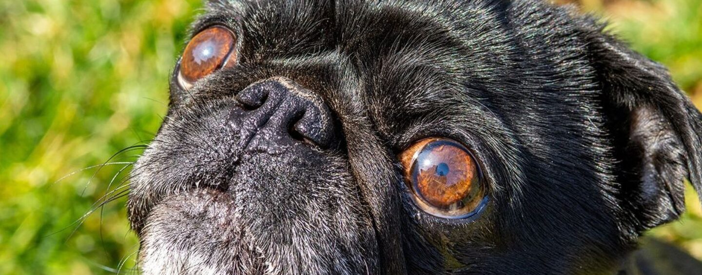 Un rédacteur gay est convaincu que son chien est homophobe après que son animal l’ait vu tomber