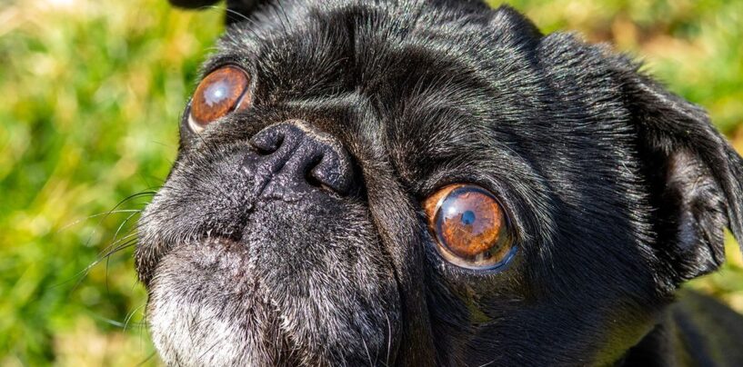 Un rédacteur gay est convaincu que son chien est homophobe après que son animal l’ait vu tomber