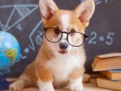 Un républicain de l’Oklahoma tombe dans le piège du complot à fourrure et propose un projet de loi autorisant le contrôle des animaux sur les étudiants