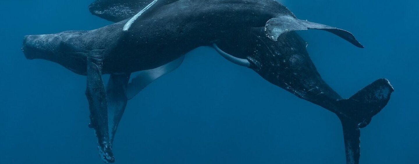 Obtenir ce « Moby Dick » — Les premières baleines à bosse vues en train de faire l’amour sont toutes deux des mâles.