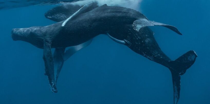 Obtenir ce « Moby Dick » — Les premières baleines à bosse vues en train de faire l’amour sont toutes deux des mâles.