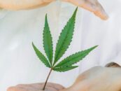 Le ministère de la Justice envisage de reclasser la marijuana comme drogue à moindre risque