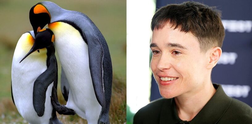 Elliot Page raconte Second Nature, un documentaire sur les animaux gays