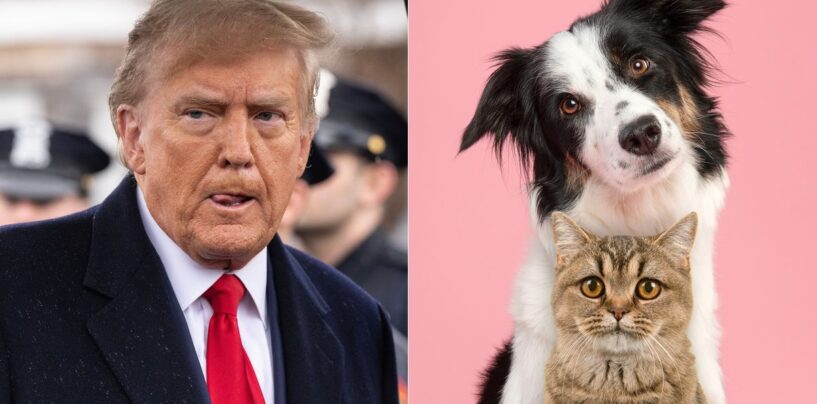 40 réponses drôles aux allégations de Trump selon lesquelles les immigrants « mangent les animaux de compagnie »