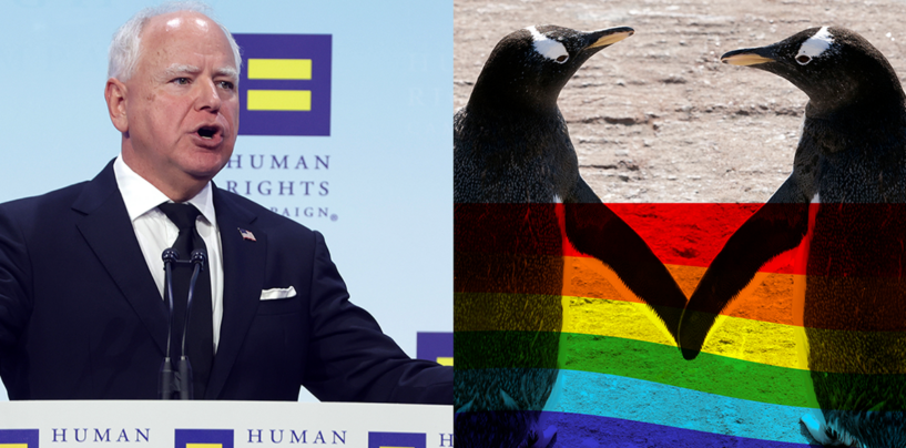 Le gouverneur Tim Walz critique les conservateurs à cause de la panique suscitée par les pingouins homosexuels