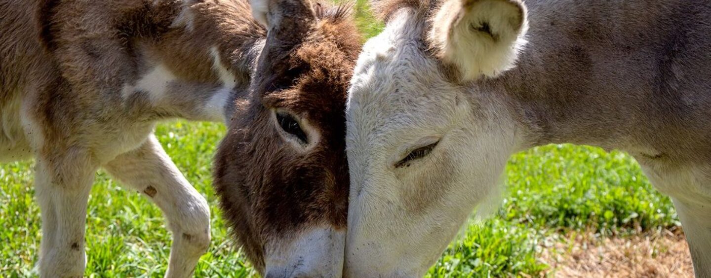 Pas gay comme dans happy, mais queer comme dans vegan