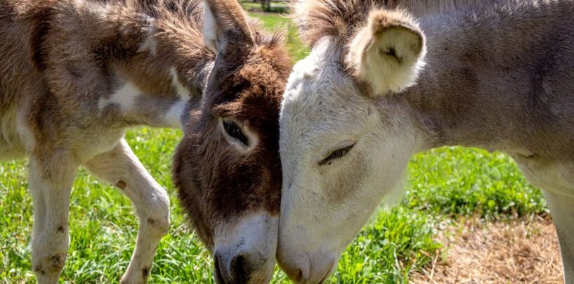Pas gay comme dans happy, mais queer comme dans vegan