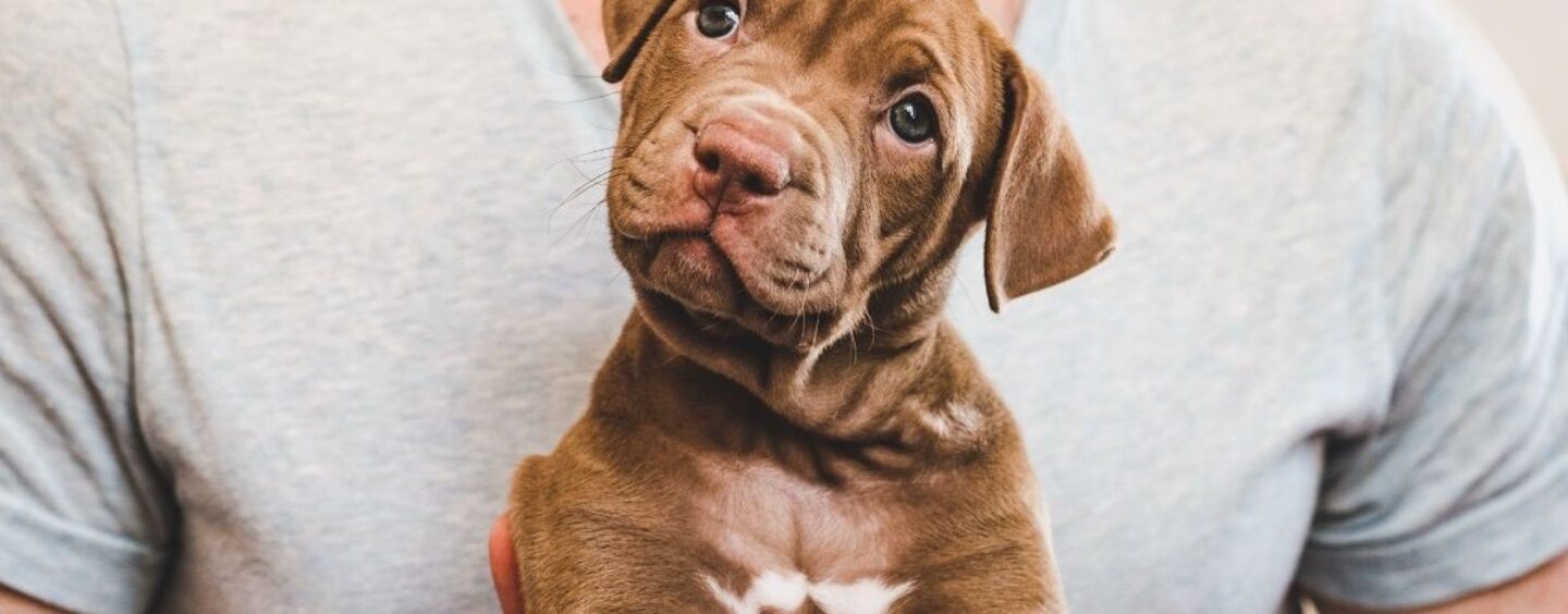 Voici pourquoi le jeu avec un chiot est génial si vous débutez dans le kink