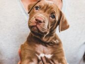 Voici pourquoi le jeu avec un chiot est génial si vous débutez dans le kink