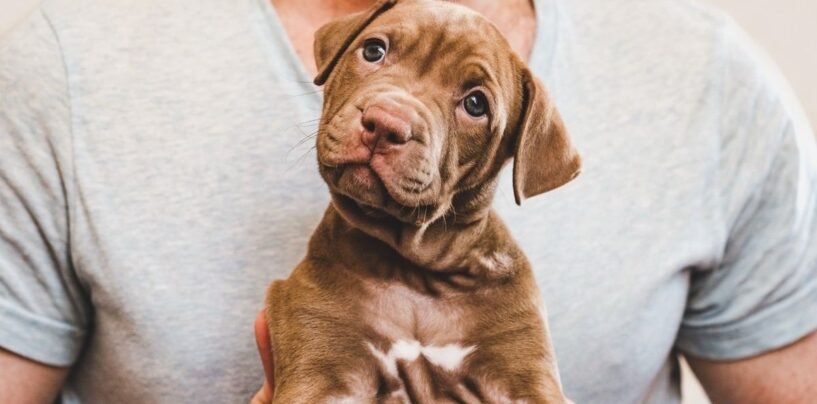 Voici pourquoi le jeu avec un chiot est génial si vous débutez dans le kink