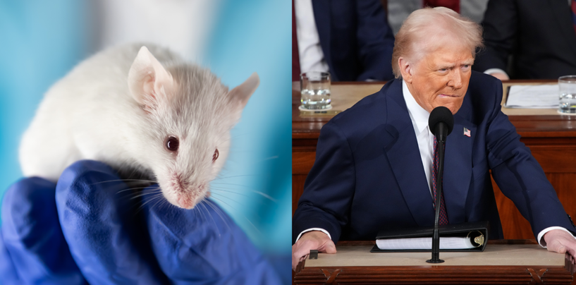 PSA: Les souris trans ne sont pas une chose, et Internet rôtit le «roi» MAGA