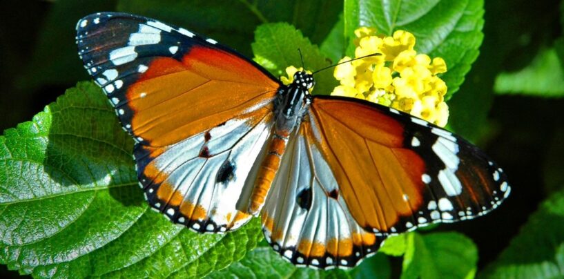 Divulgation et étalage de vos «ailes» trans (à votre rythme)