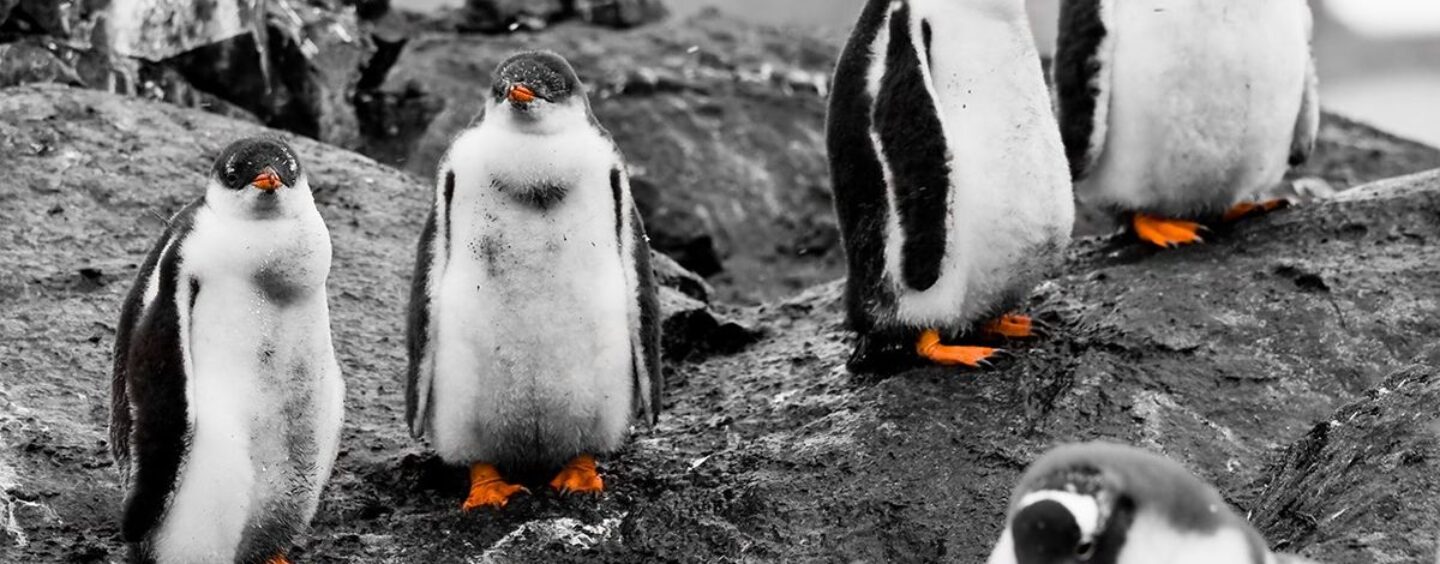 Faire confiance à Trump sur les tarifs et «suspendre» avec lui est aussi ridicule que les pingouins éprouvants