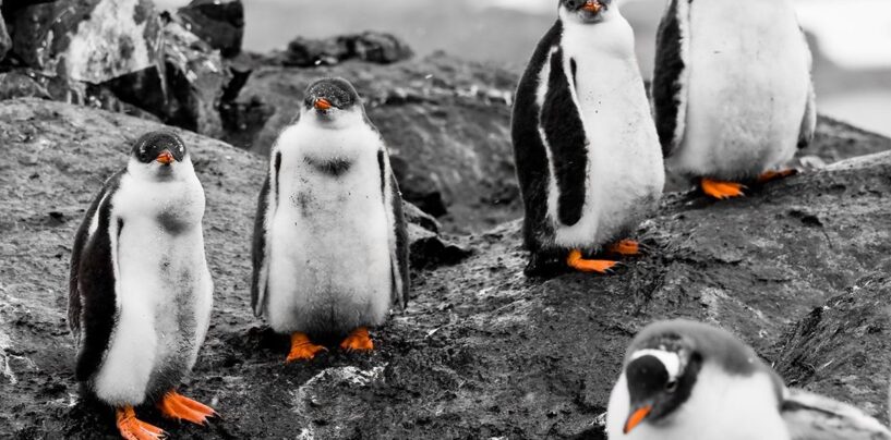 Faire confiance à Trump sur les tarifs et «suspendre» avec lui est aussi ridicule que les pingouins éprouvants