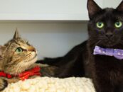 L'histoire d'amour improbable des chats lesbienne vous fera les yeux larmoyants