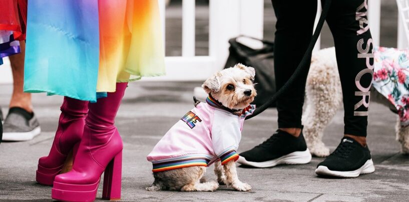 15 photos de NYC WOOF FEST: PAWS FOR PRIDE 2025 qui prouve que les chiens et les drag queens sont le combo le plus mignon